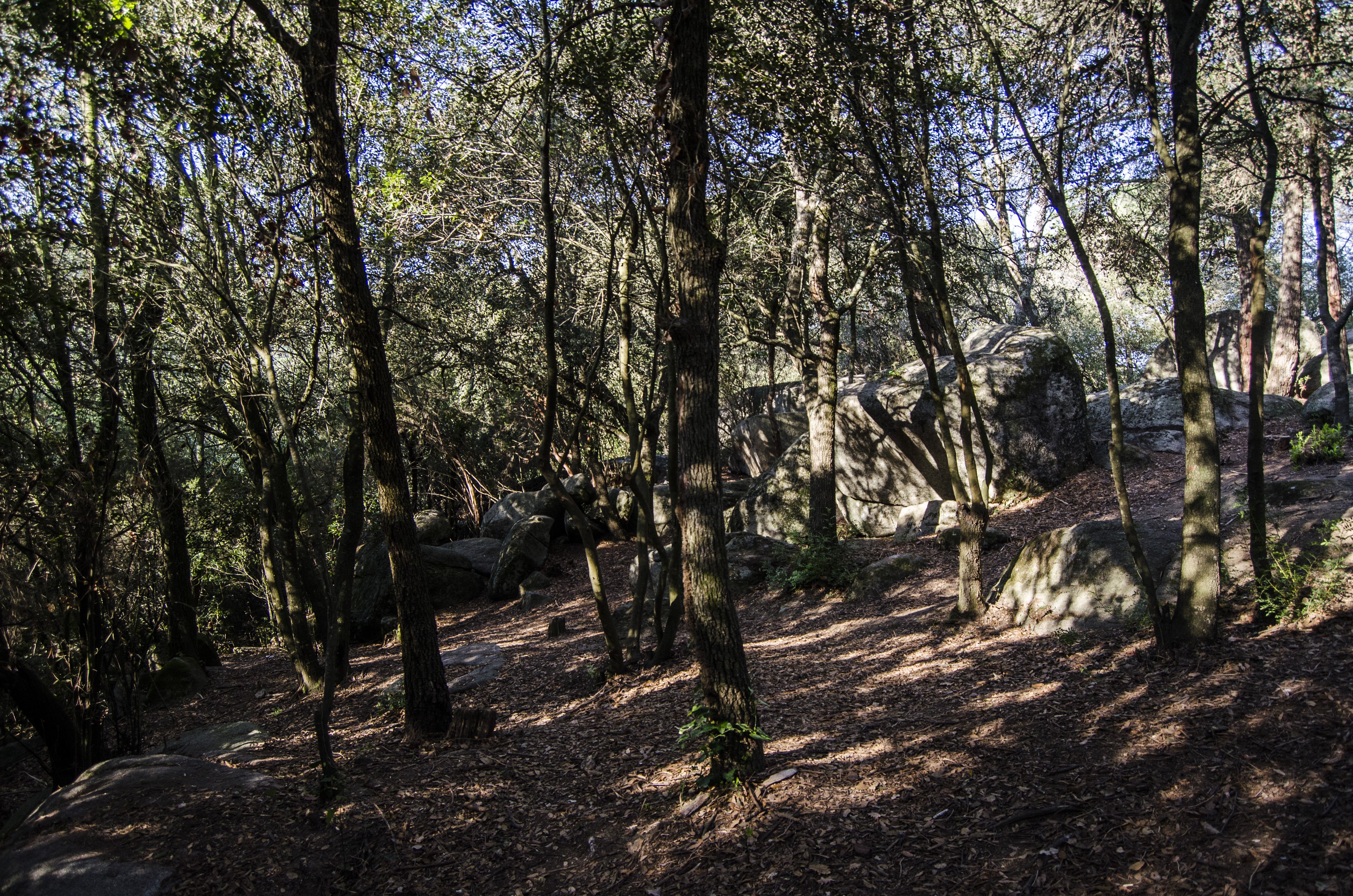 Así afecta la sequía a los bosques de Catalunya