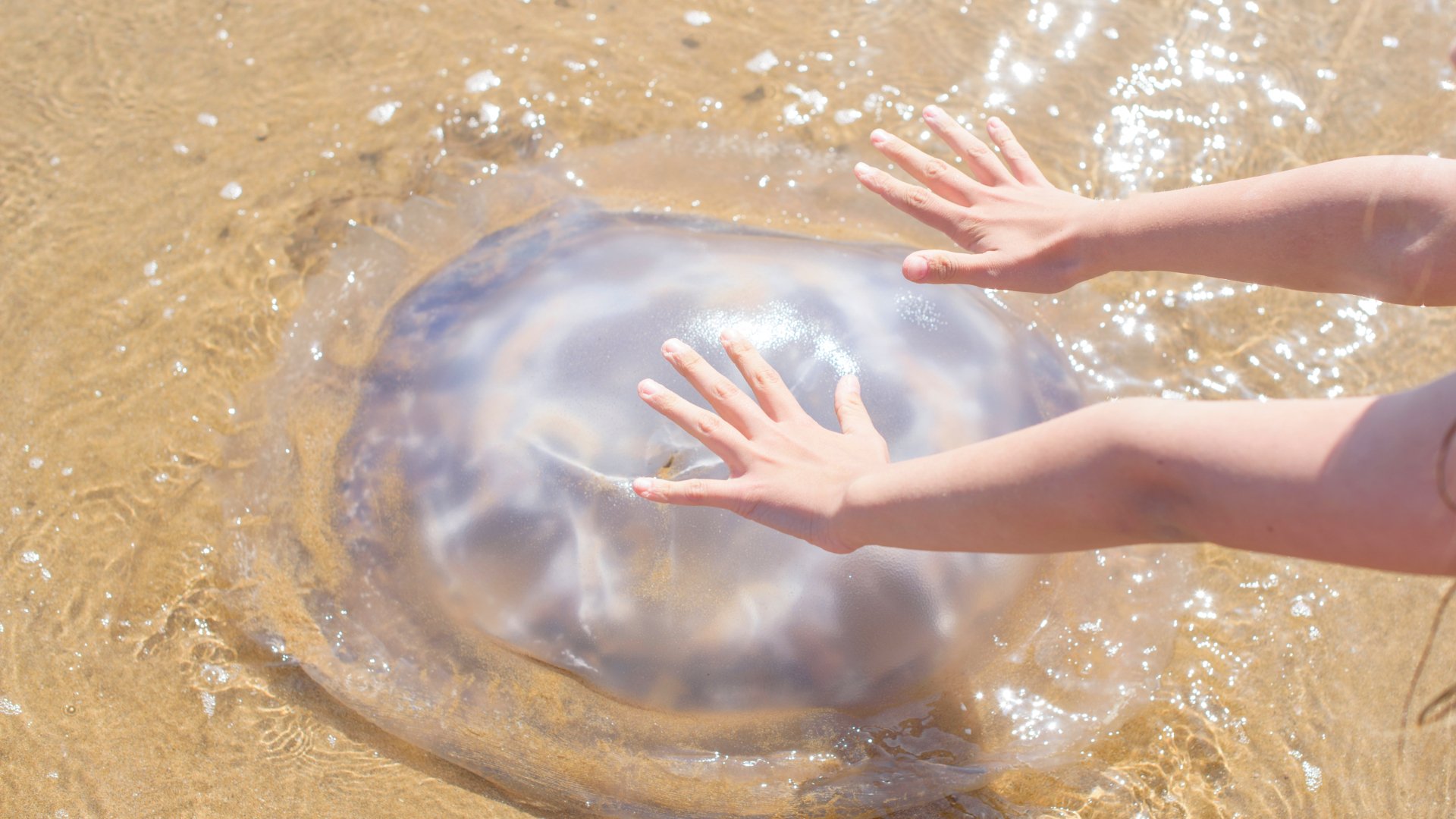 Les platges d'Espanya amb més risc de meduses: evita en tot moment les seves picades
