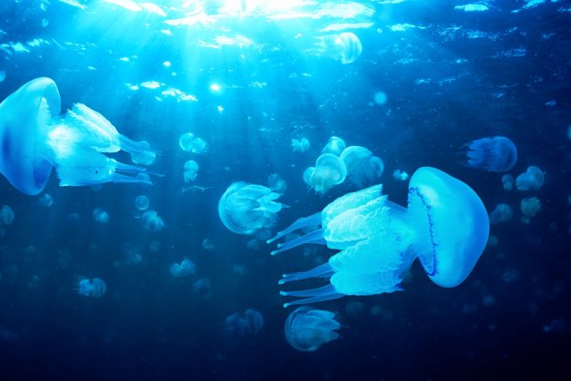 playas con mas medusas 2 playas con mas medusas 2