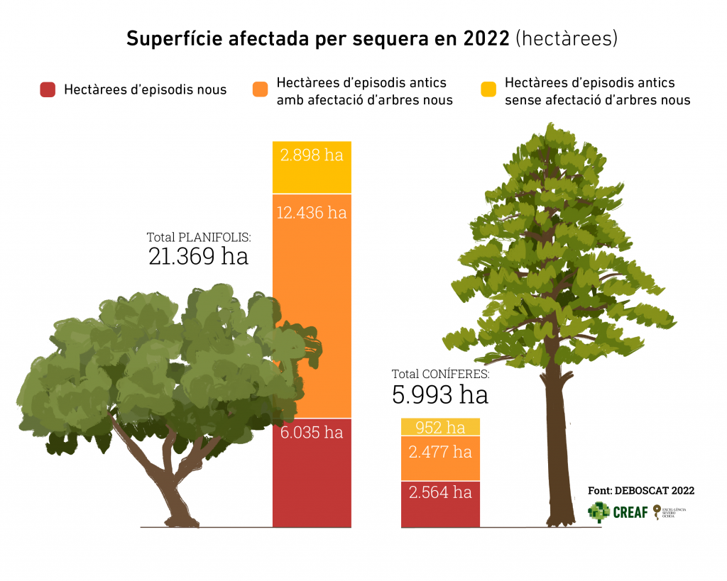 33.000 ha de boscos catalans registren greus afectacions per la sequera
