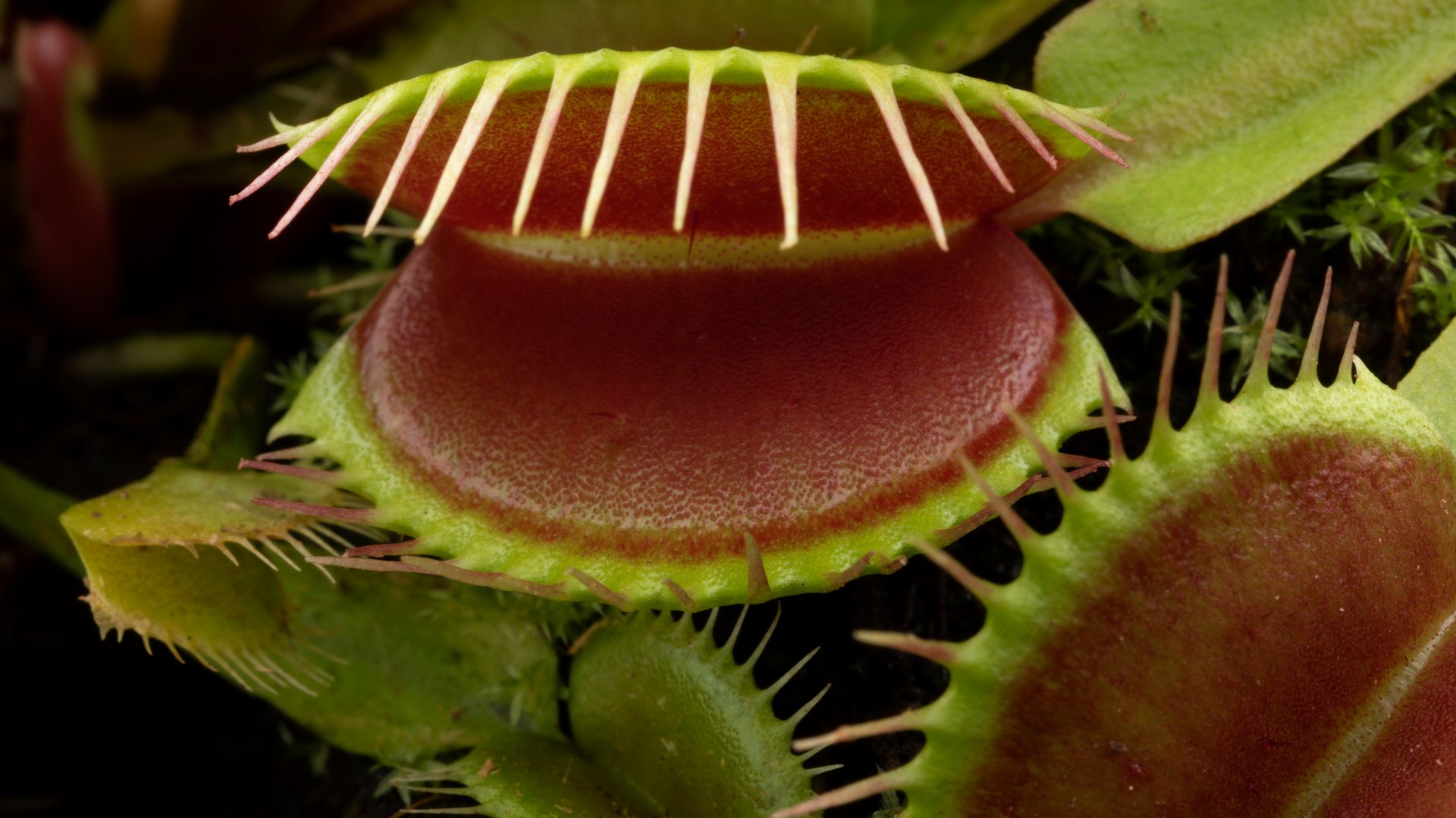 Com iniciar-te en la cura de plantes carnívores: tot el que necessites saber sobre aquests éssers fascinants