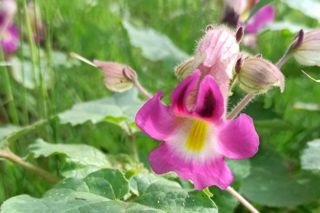 plantes carnivoras proboscidea louisianica