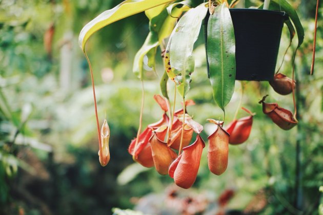 plantas carnivoras   nepenthes