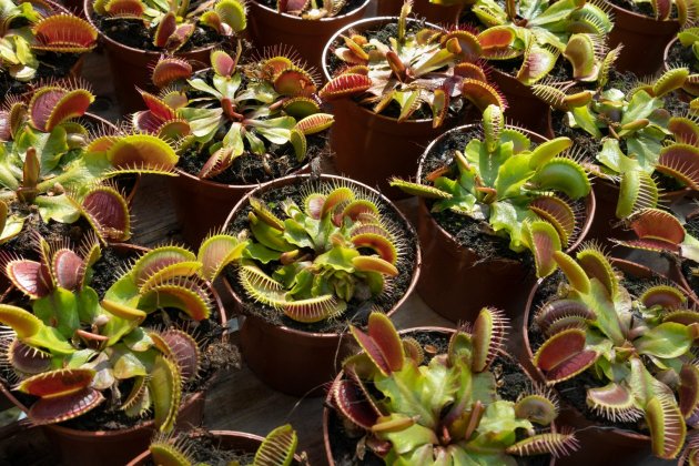 plantas carnivoras macetas plantas carnivoras macetas