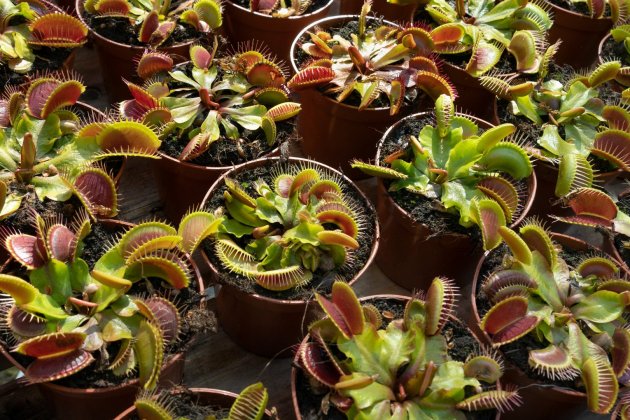 plantes carnivoras testos