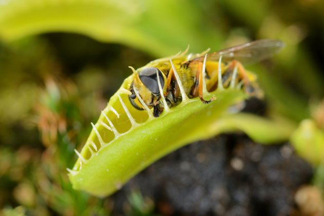 plantes carnivoras venus atrapamoscas