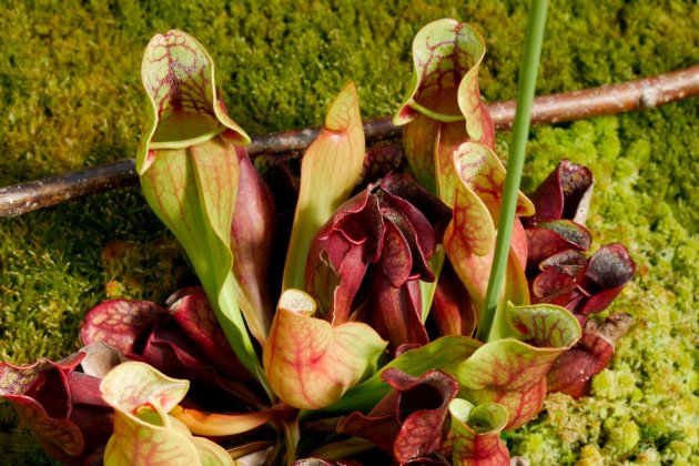 plantes carnivoras sarracenia purpurea