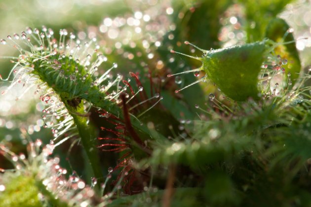 plantes carnivoras dròsera capensis