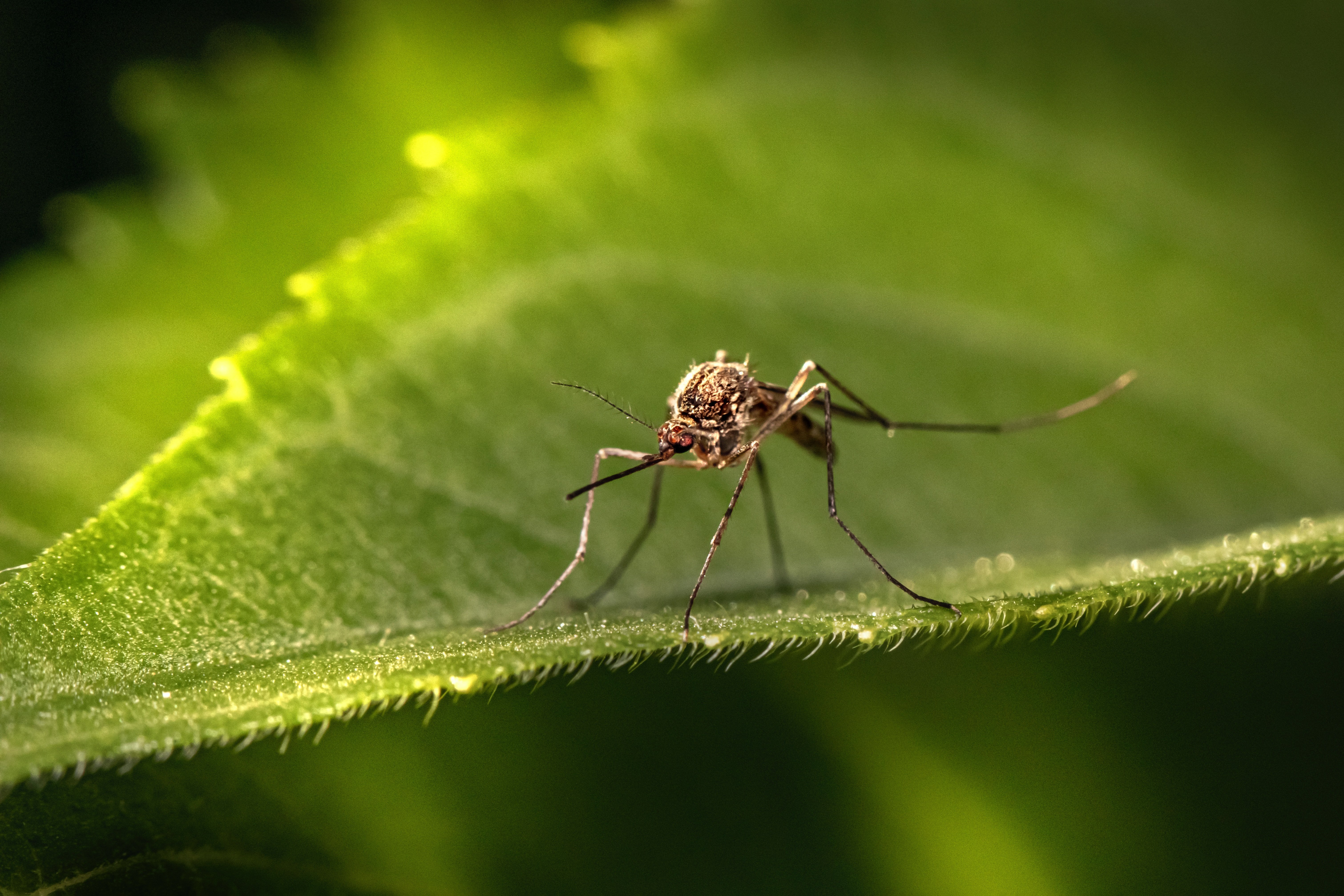 El dengue serà endèmic a l'Estat espanyol el 2050: les malalties que arrossega el canvi climàtic