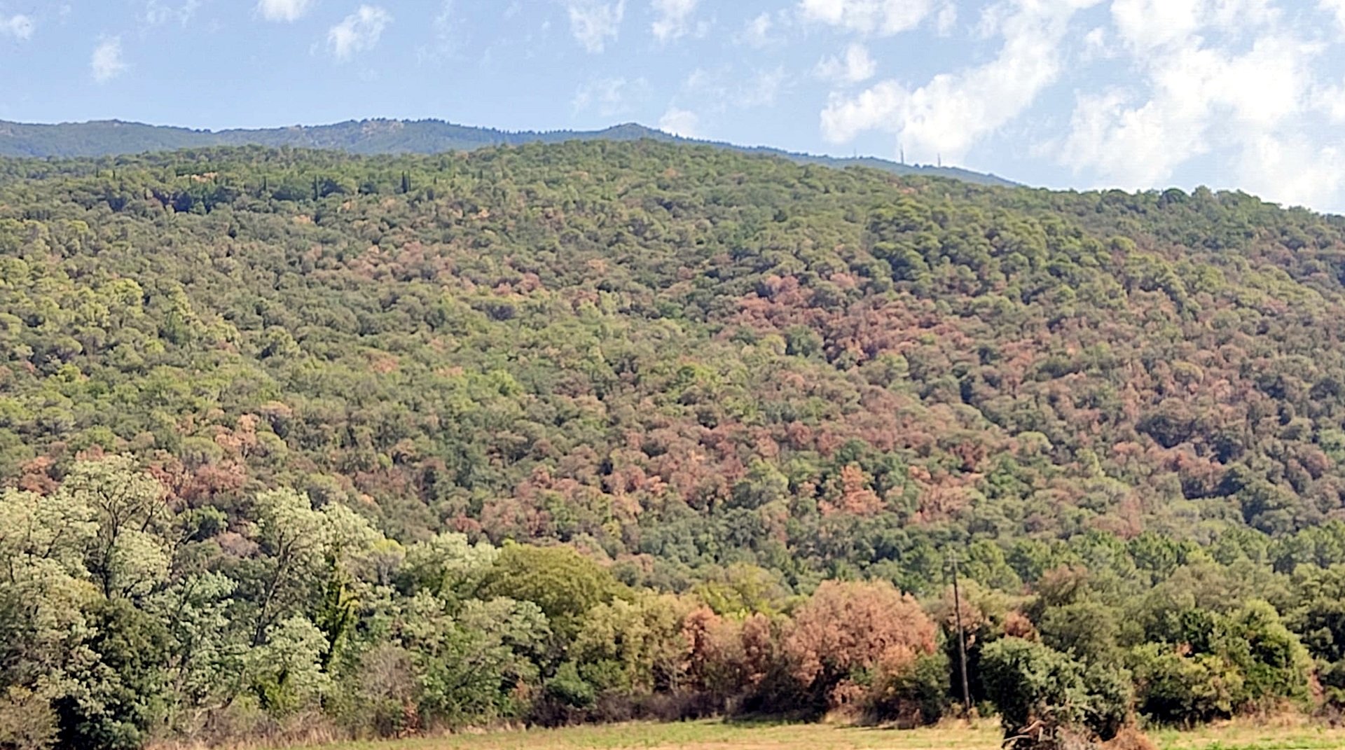 Activada la prealerta per alt risc d'incendi forestal a Catalunya