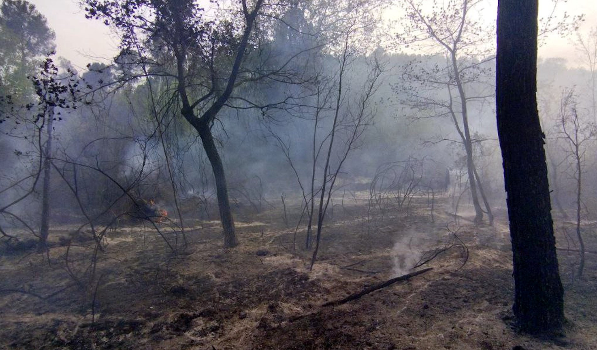 Els incendis i la nova realitat climàtica: què hem d’esperar aquest estiu?