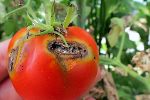 plagas tomate tuta absoluta plagas tomate tuta absoluta