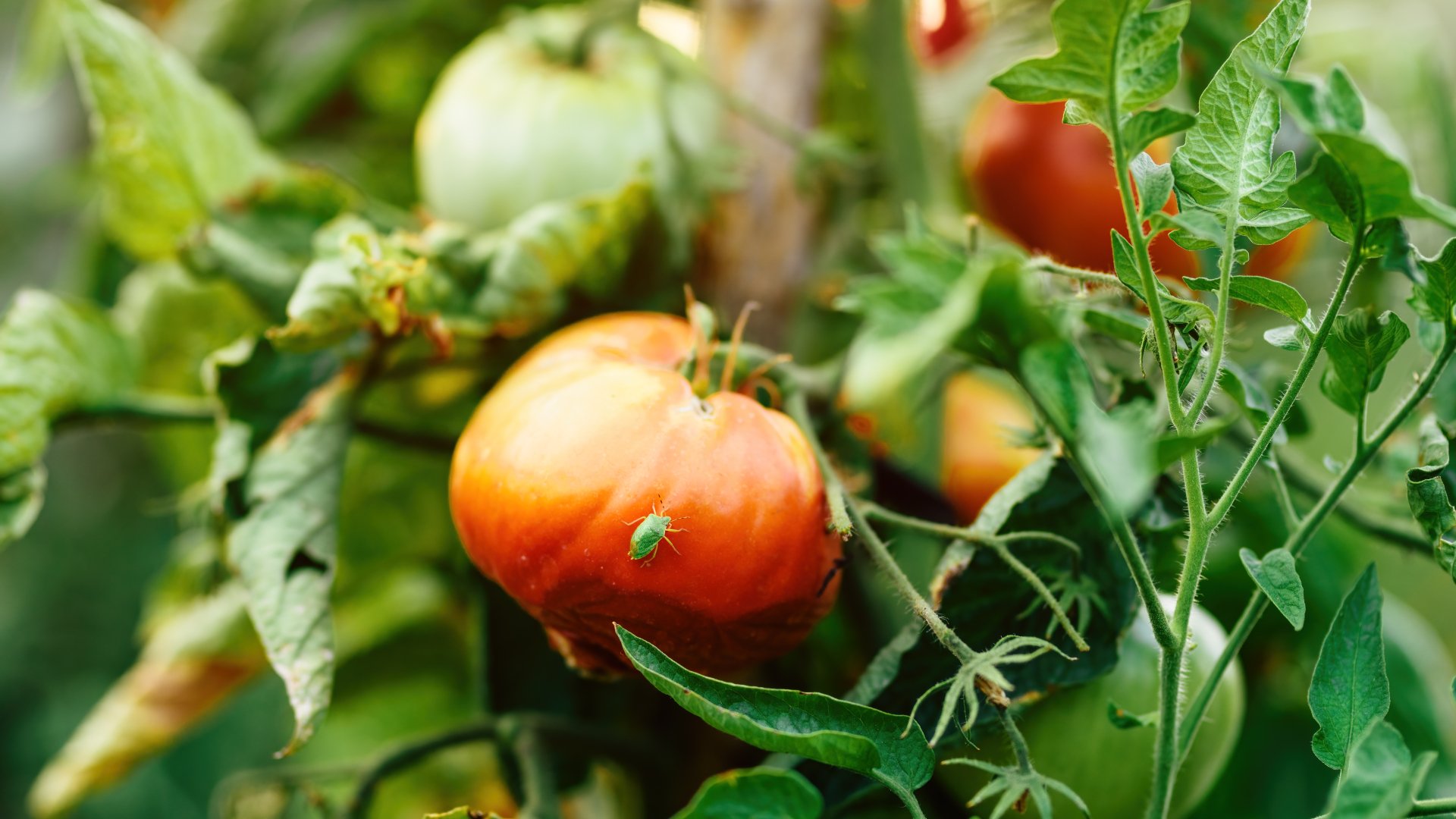 Las 4 peores plagas del tomate: cómo prevenirlas y acabar con ellas