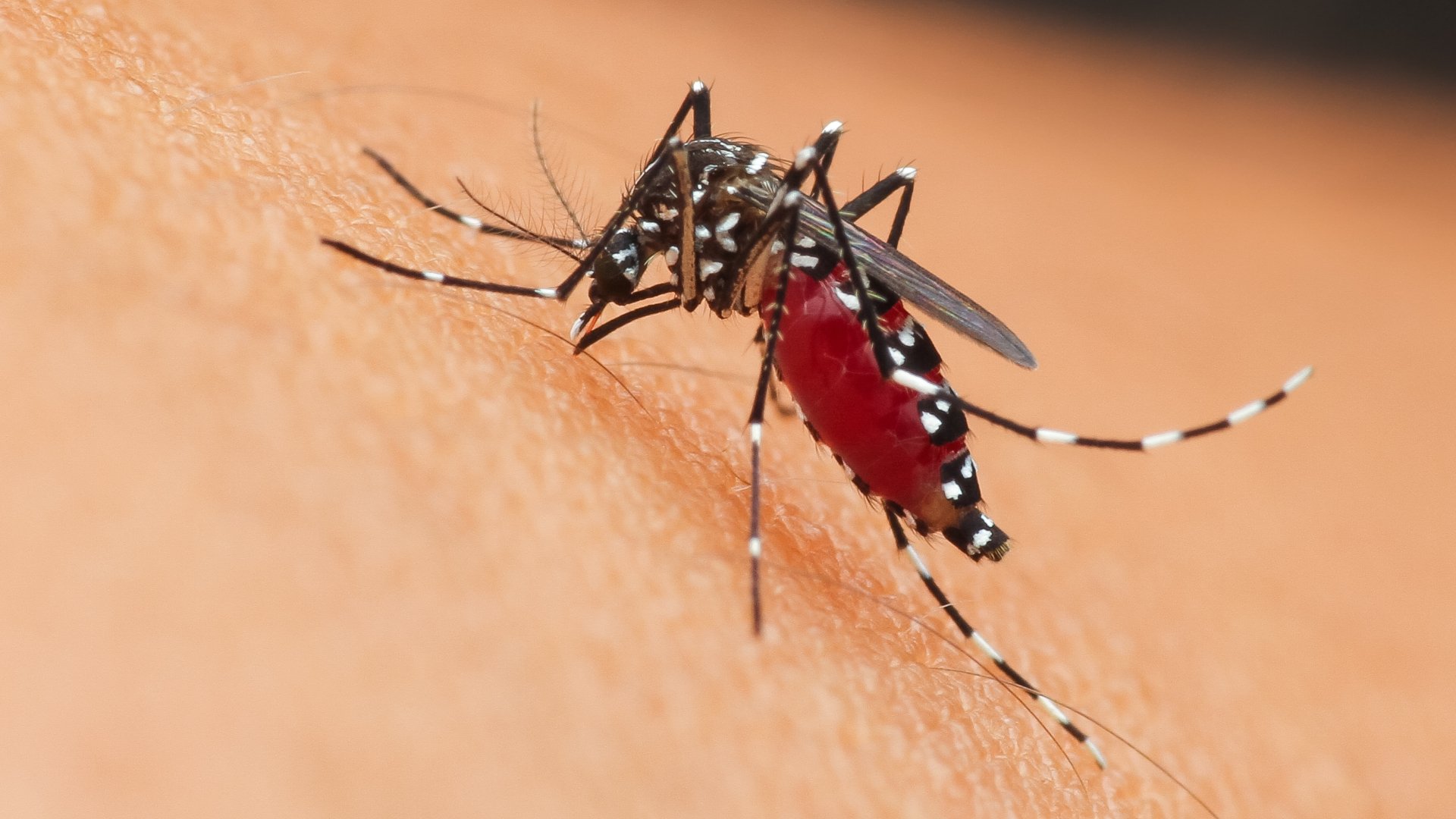 Com alleujar una picada de mosquit segons els experts