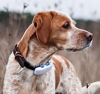 Perro Collar GPS Perro Collar GPS