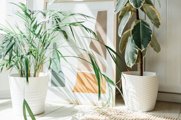 plantes qe refresquen la casa palma|palmell i ficus