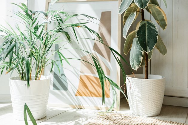 plantes qe refresquen la casa palma|palmell i ficus plantes qe refresquen la casa palma|palmell i ficus