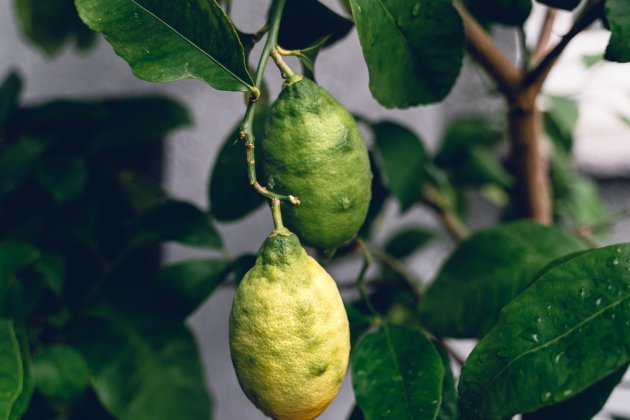 plantas que refrescan la casa   limon