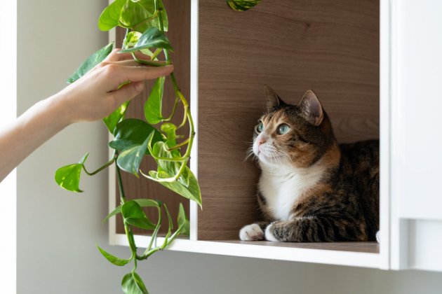 plantas que refrescan la casa   poto