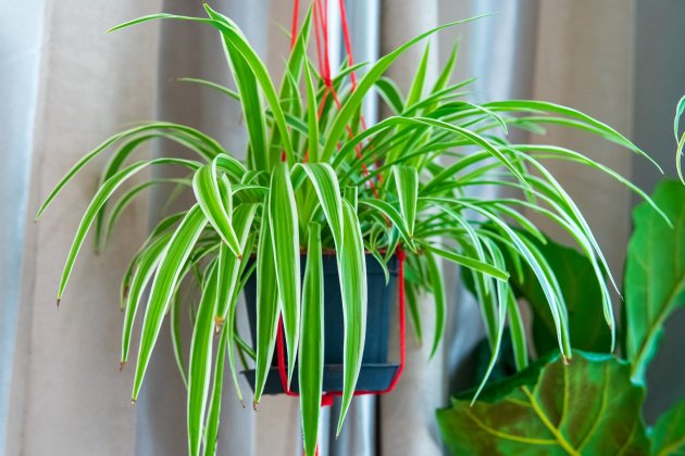 plantes que refresquen la casa cintes