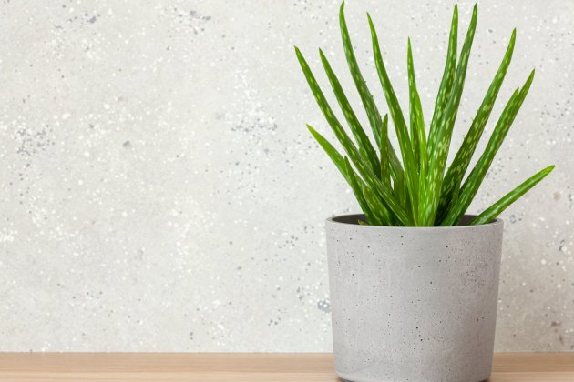 plantas que refrescan la casa   aloe vera