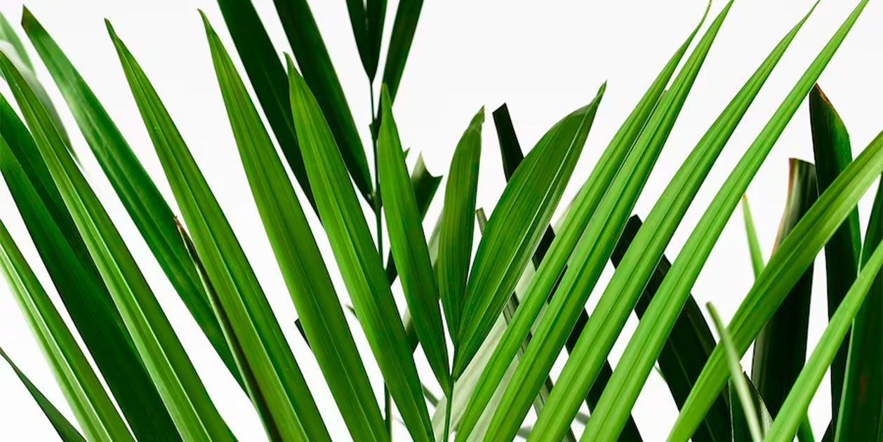 Ikea tiene una planta que actúa como un humidificador