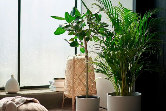 Planta DYPSIS LUTESCENS2 Planta DYPSIS LUTESCENS2