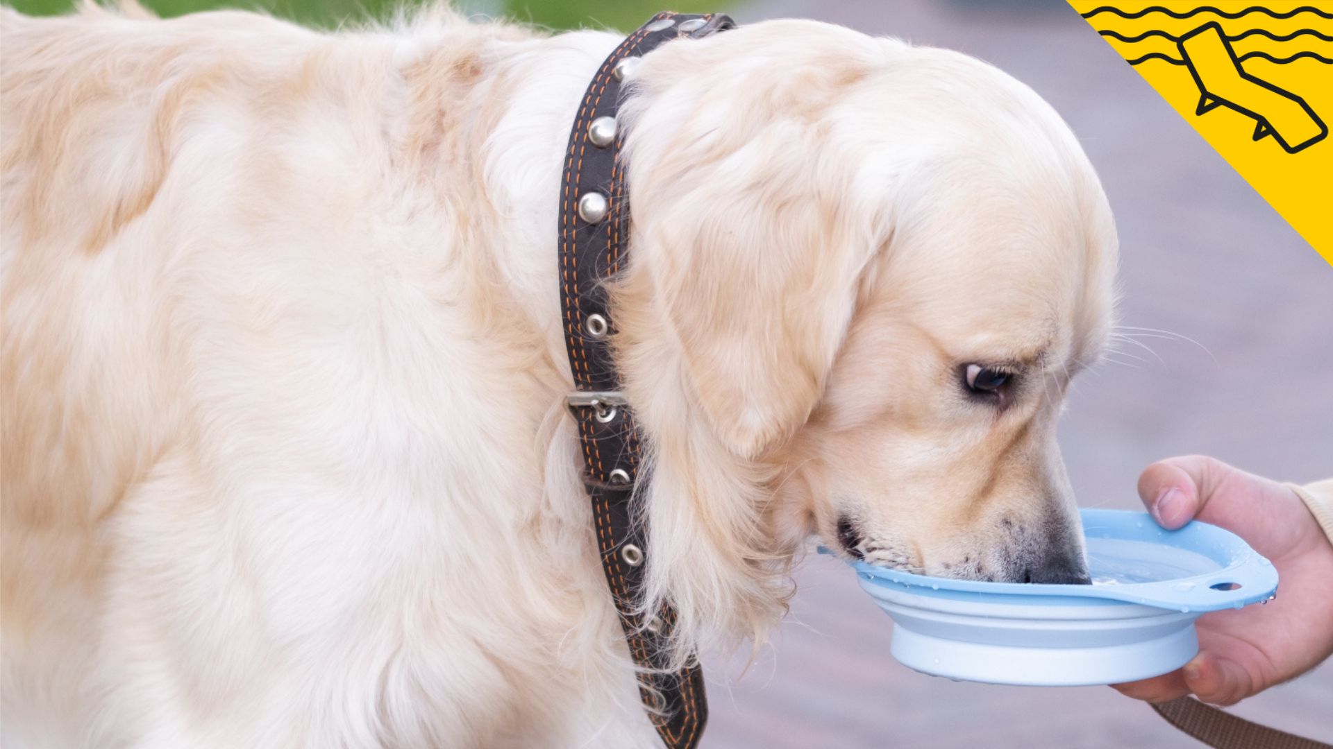 Cómo proteger a tus mascotas del calor durante este verano