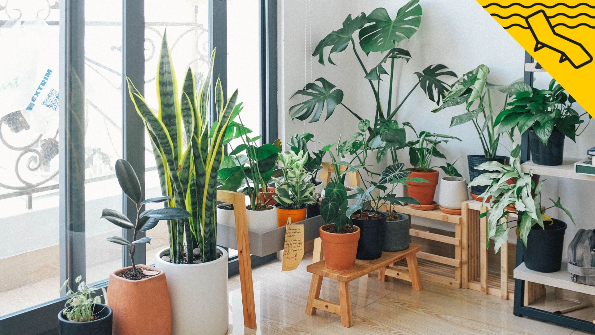 Estas son las plantas de interior que mejor funcionan para refrescar la casa