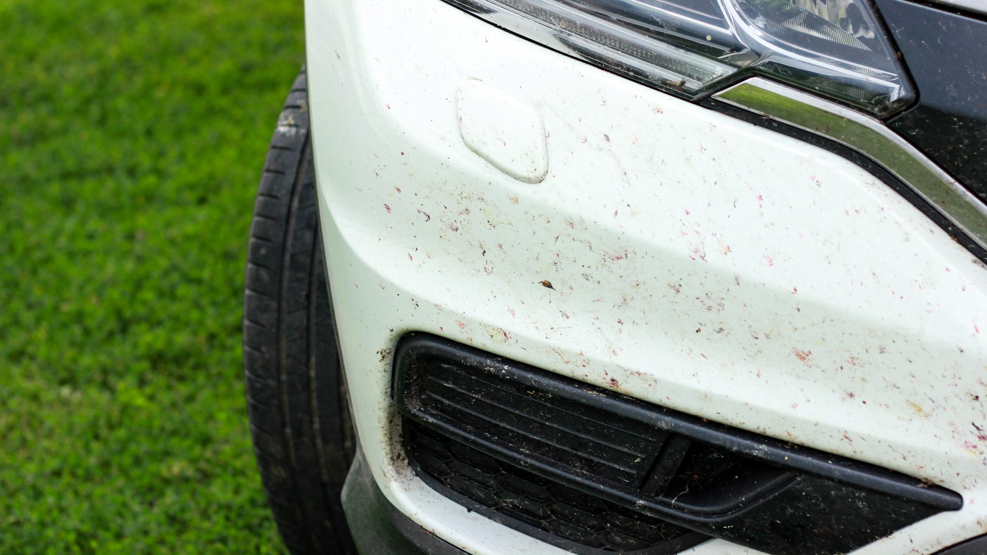 Ya no hay insectos aplastados contra el parabrisas de tu coche, y es una muy mala noticia