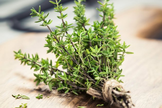 plantes repel·lents formigues farigola plantes repel·lents formigues farigola
