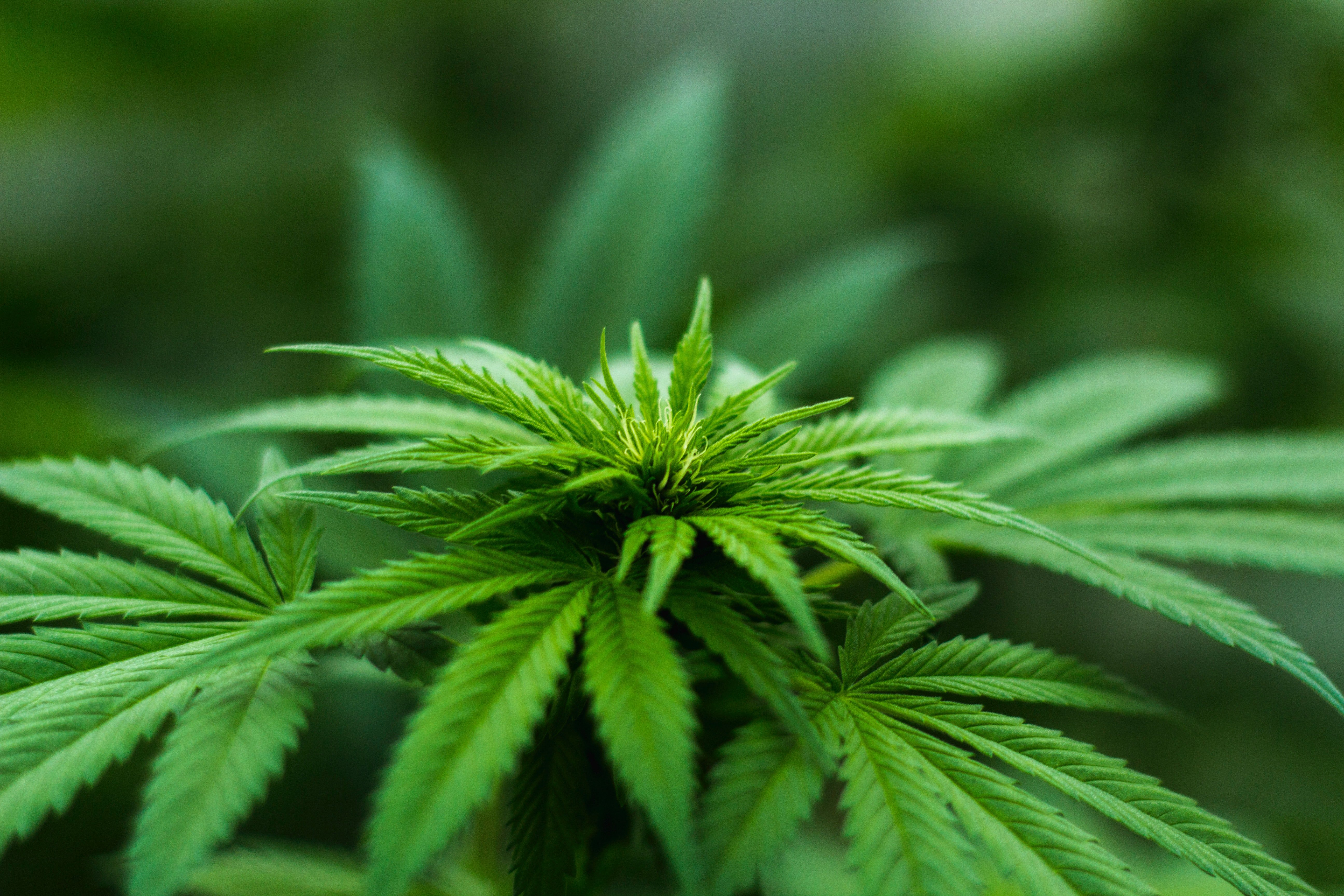 Inesperado plantel en el barrio de Navas: marihuana en jardineras de un entorno escolar