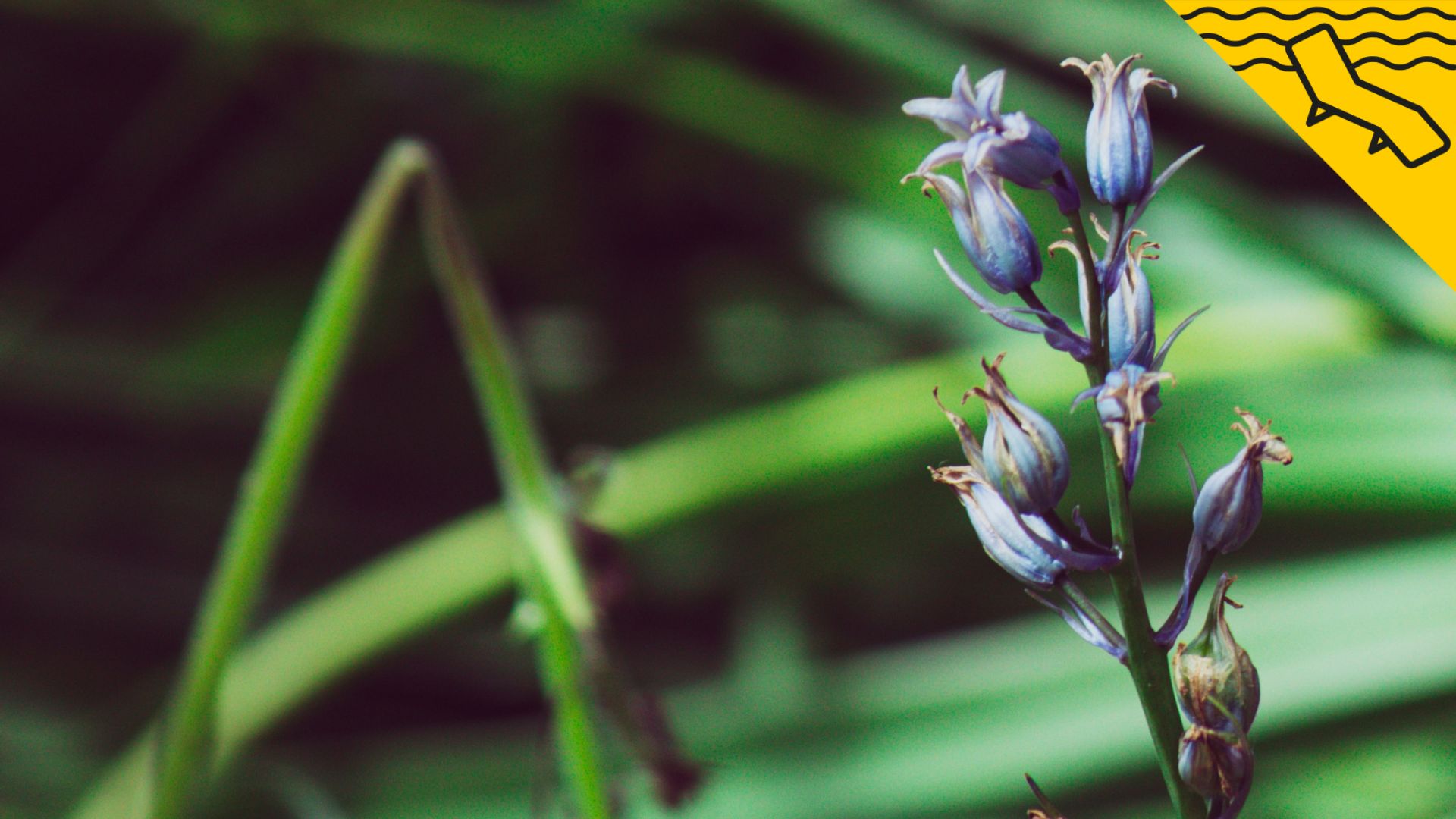 Plantas repelentes de hormigas para mantener a raya sus invasiones de verano