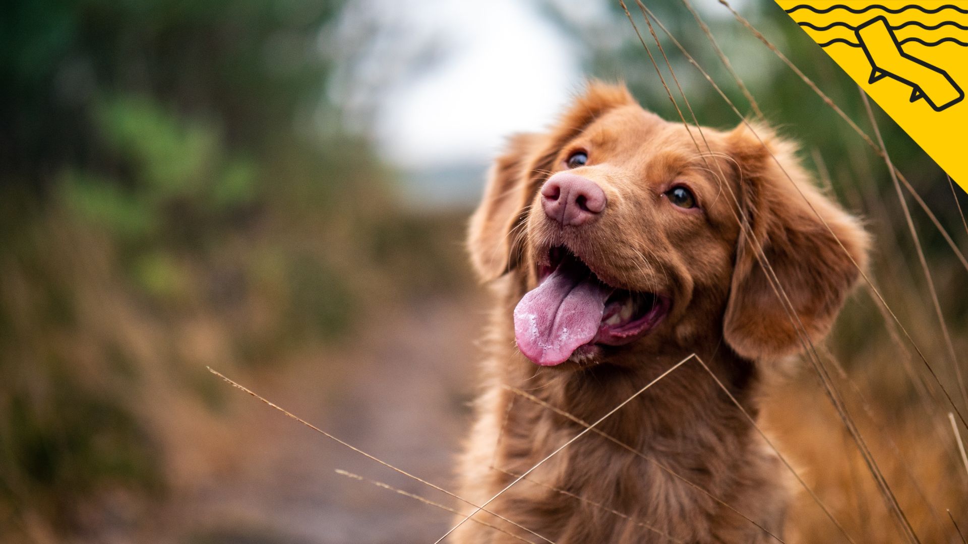 Els 5 millors països on viatjar amb la teva mascota