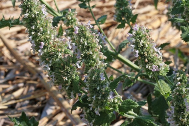 plantas repelentes de pulgas   nebeda