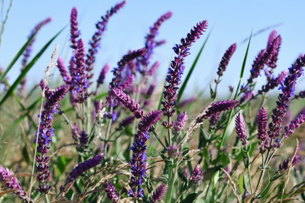 plantas repelentes de pulgas   salvia purpura