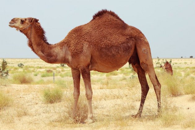 especies que desapareceran   camello salvaje