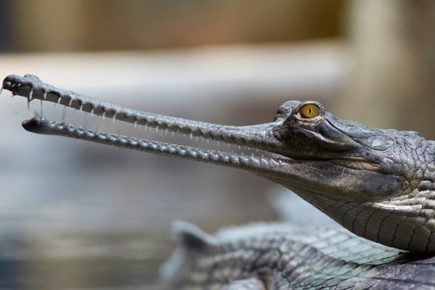 espècies que desapareceran gavial