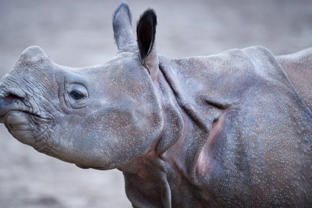 especies que desapareceran   rinoceronte java