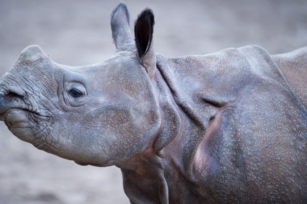 espècies que desapareceran rinoceront java espècies que desapareceran rinoceront java