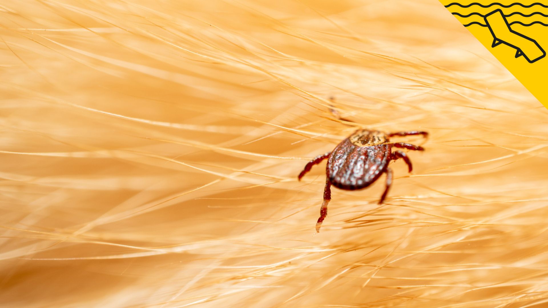 Adeu a les picors de la teva mascota amb aquestes plantes repel·lents de puces i paparres!