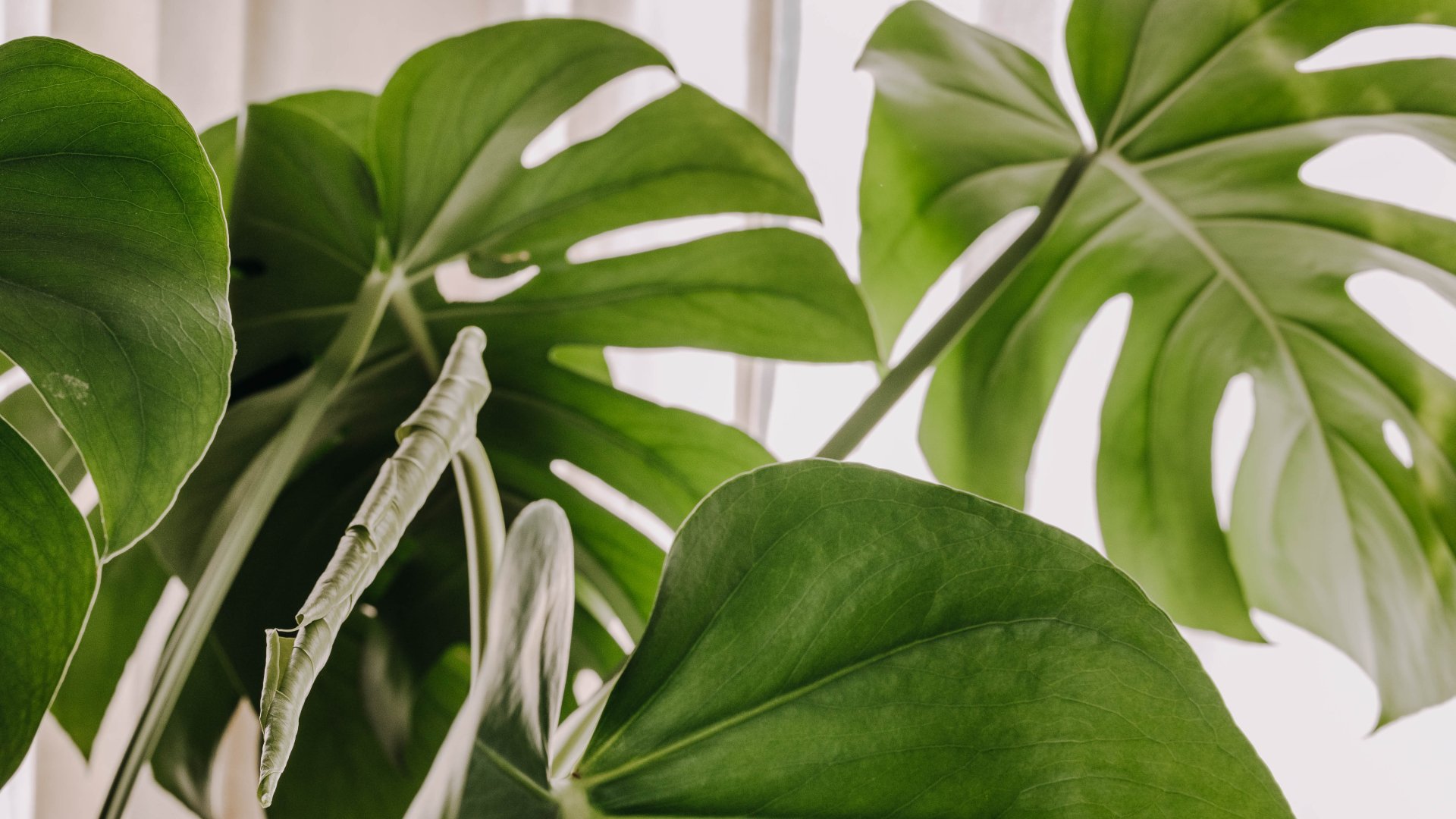 El millor lloc de la casa per col·locar una monstera