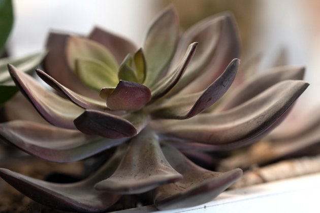 plantes per a dormitori suculenta echeveria plantes per a dormitori suculenta echeveria