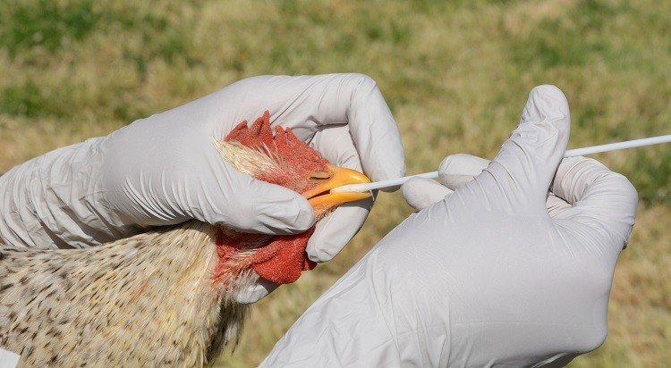 gripe aviar hisopo