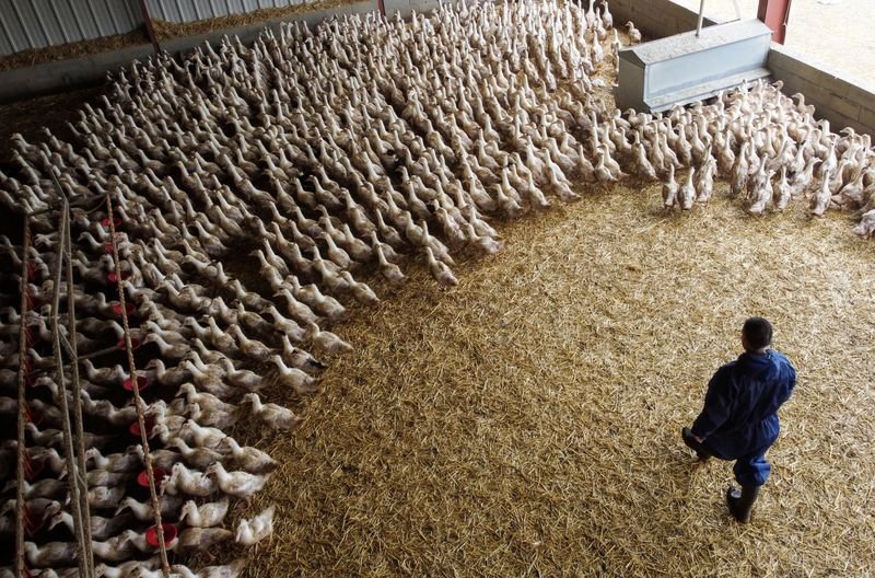 La OMS plantea empezar a investigar ya vacunas experimentales para impedir que la gripe aviar llegue a humanos