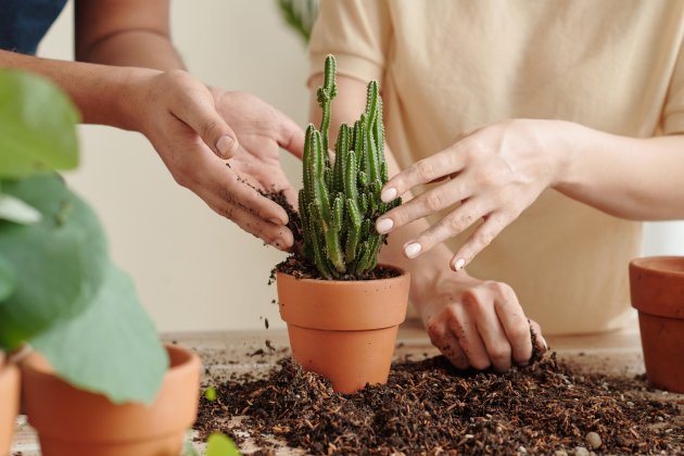 cuidar-cactus-principiantes-sustrato