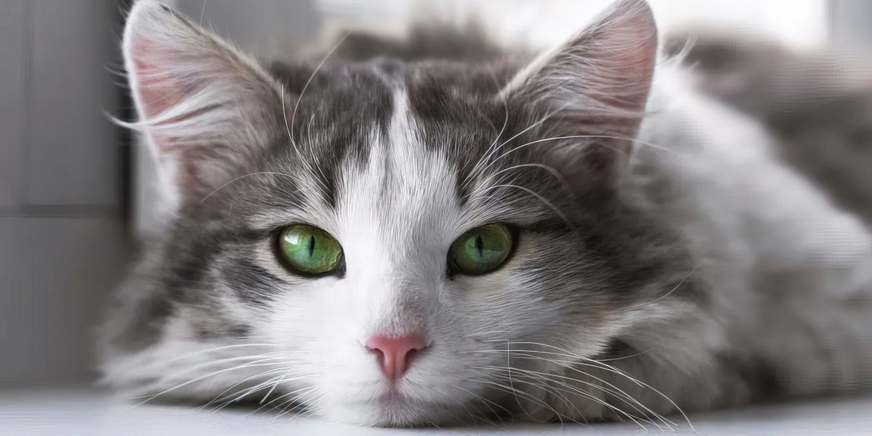 Dia mundial gato Dia mundial gato