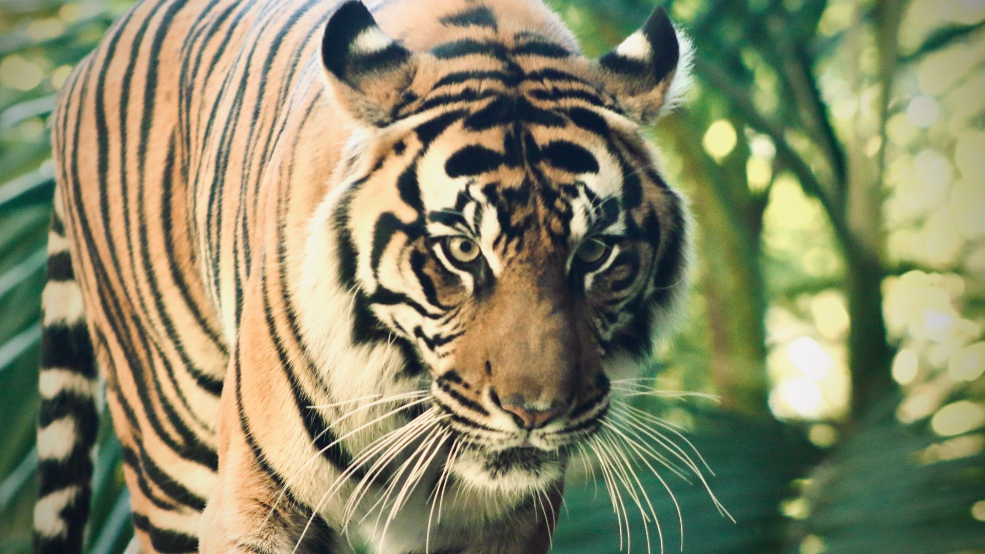 Dia Mundial dels Tigres 2023: quants en queden i quin futur tenen aquests bonics felins