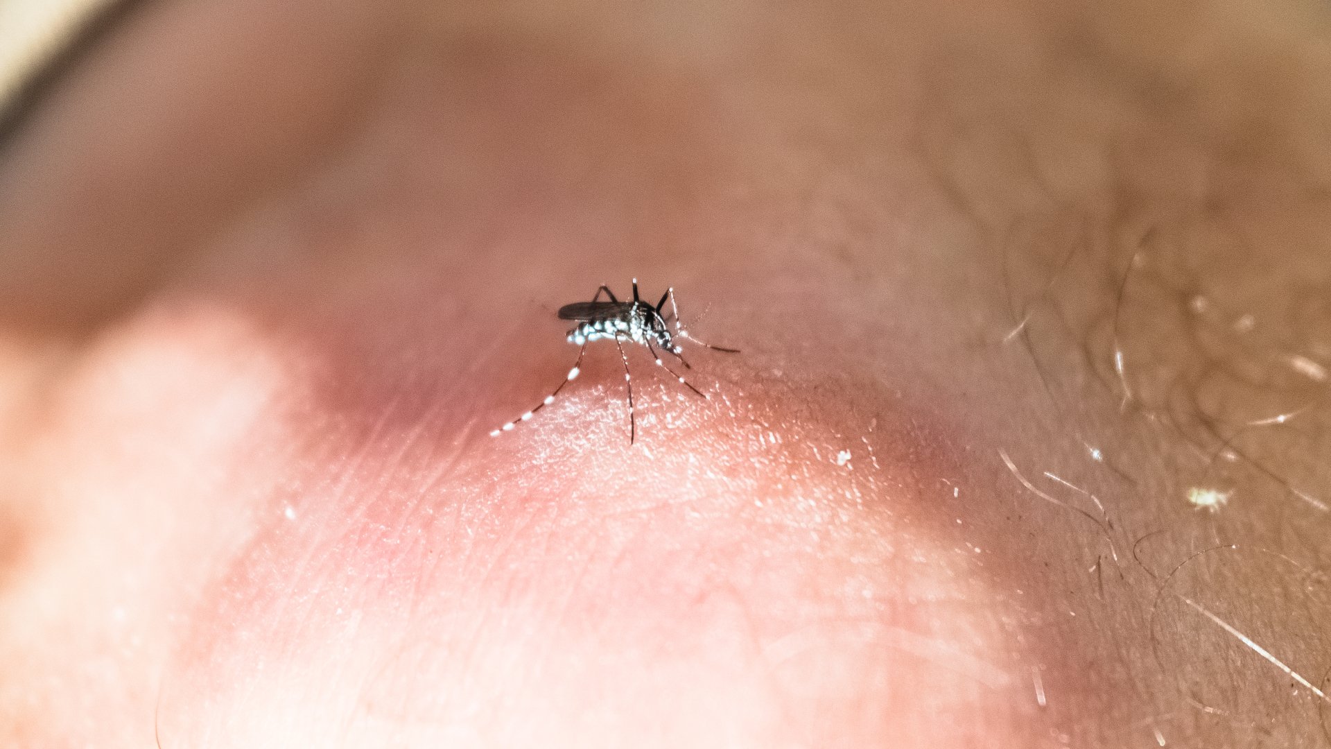 Adelántate a los mosquitos con la novedad de Leroy Merlin que garantiza el fin de las picadas