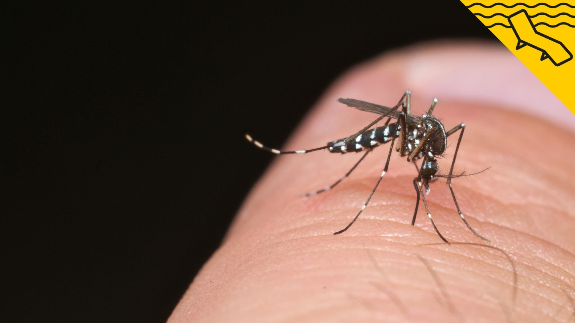 Per què les picades de mosquits tigre són perilloses?: Com diferenciar-les